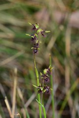 Genoplesium morrisii