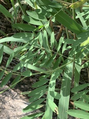 Tephrosia noctiflora
