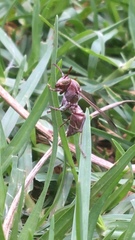 Polistes africanus