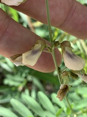 Tephrosia noctiflora