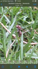 Polistes africanus