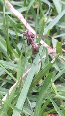 Polistes africanus