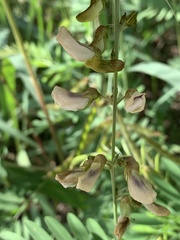 Tephrosia noctiflora