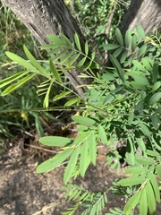 Tephrosia noctiflora