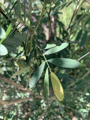 Tephrosia noctiflora