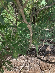 Tephrosia noctiflora