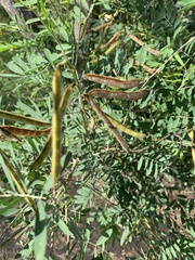 Tephrosia noctiflora