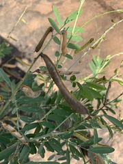 Tephrosia noctiflora