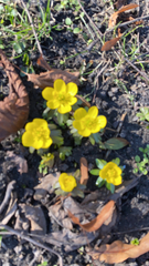 Eranthis hyemalis