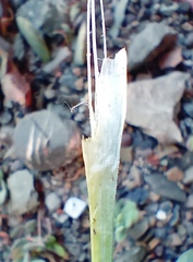 Ornithogalum juncifolium