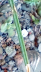 Ornithogalum juncifolium