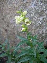 Digitalis ciliata