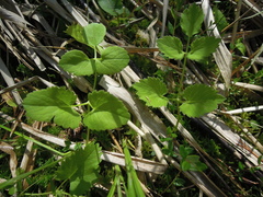 Ostericum palustre