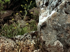 Ptyodactylus puiseuxi