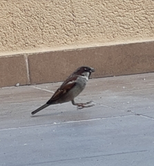Passer domesticus