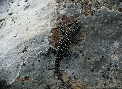 Ptyodactylus puiseuxi