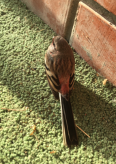 Carpodacus sibiricus