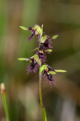 Genoplesium morrisii