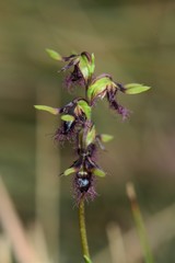 Genoplesium morrisii