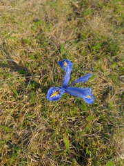Iris reticulata