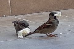 Passer domesticus