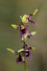 Genoplesium morrisii