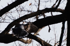 Streptopelia orientalis
