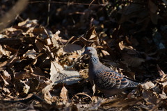 Streptopelia orientalis