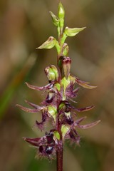 Genoplesium morrisii