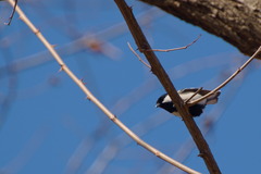 Parus minor