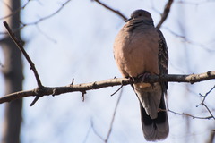 Streptopelia orientalis