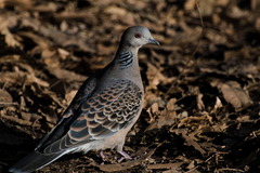 Streptopelia orientalis