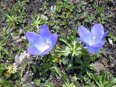 Campanula tridentata biebersteiniana