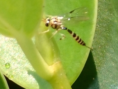 Brachycyrtus