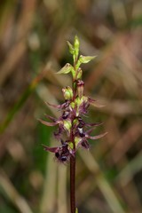 Genoplesium morrisii