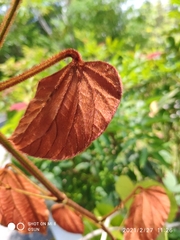 Phanera aureifolia