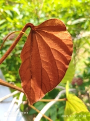 Phanera aureifolia