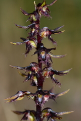 Genoplesium morrisii