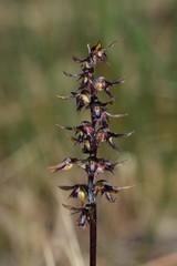 Genoplesium morrisii