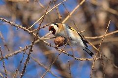 Carduelis carduelis