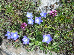 Campanula tridentata biebersteiniana