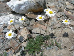 Tripleurospermum caucasicum
