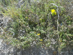 Oncosiphon sabulosus