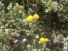 Oncosiphon sabulosus