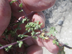 Oncosiphon sabulosus