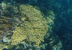 Goniastrea stelligera