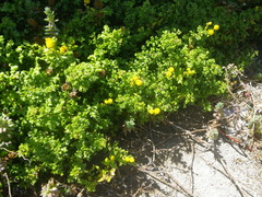 Oncosiphon sabulosus