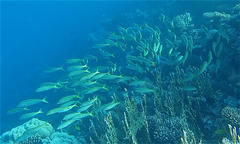 Mulloidichthys flavolineatus