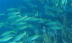 Mulloidichthys flavolineatus