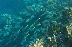 Mulloidichthys flavolineatus